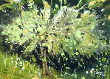 Vieux Pommier (Old apple tree)